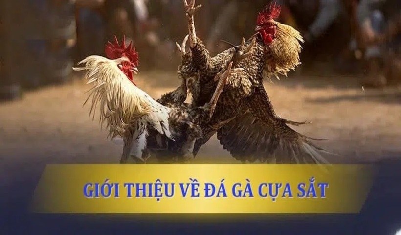 Tìm hiểu nguồn gốc của đá gà cựa sắt