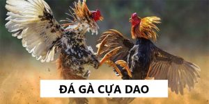 Đá gà cựa dao