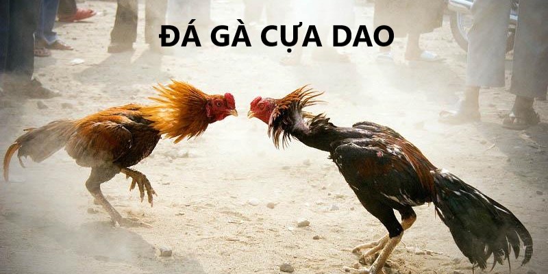 Quy luật chơi đá gà cựa dao